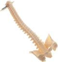 Vital Life Anatomical Spine Keychains