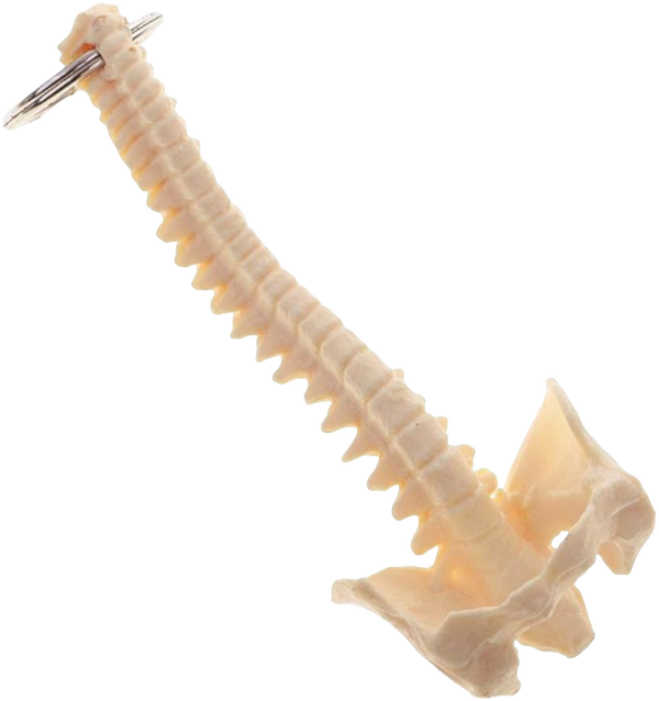 Vital Life Anatomical Spine Keychains