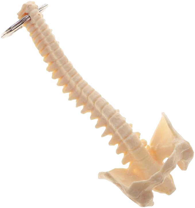 Vital Life Anatomical Spine Keychains