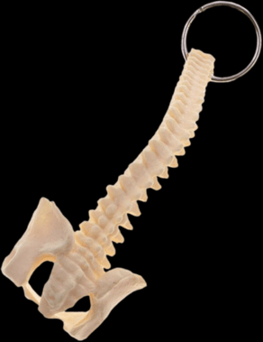 Vital Life Anatomical Spine Keychains