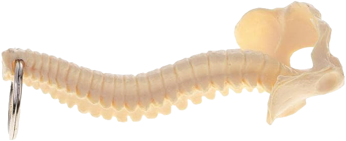 Vital Life Anatomical Spine Keychains